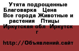 Утята подрощенные Благоварка › Цена ­ 100 - Все города Животные и растения » Птицы   . Иркутская обл.,Иркутск г.